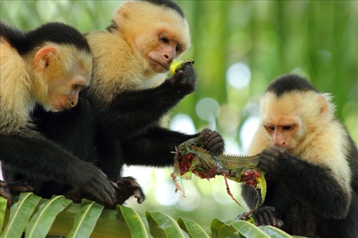 White-headed capuchin monkeys feast on an iguana which was a collective kill