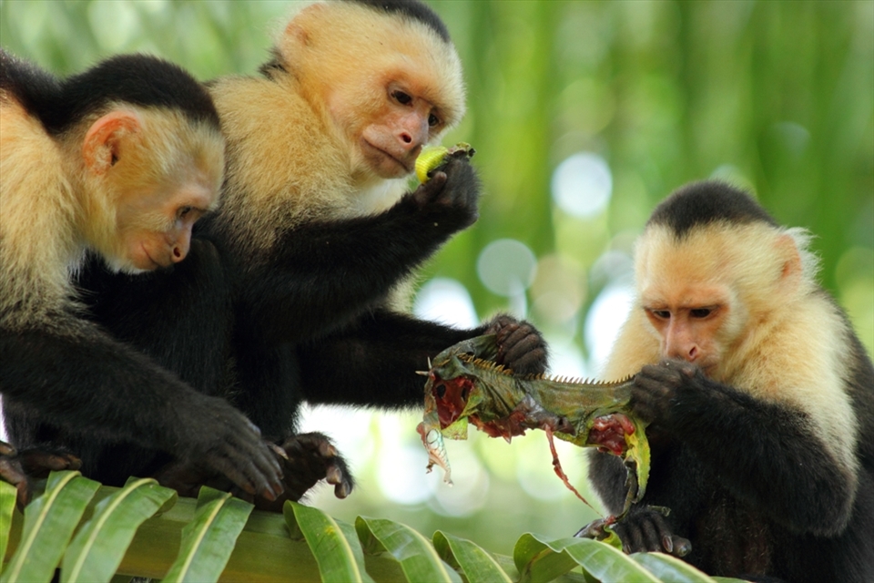 White-headed capuchin monkeys feast on an iguana which was a collective kill