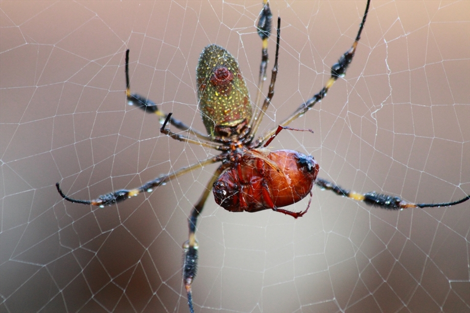 Golden-orb spider secures its meal, all ready to be wrapped up and consumed