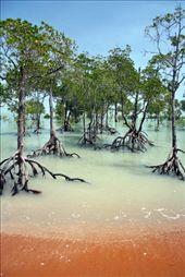 Darwin wouldn't be the same without its truly spectacular mangroves that cover a big part of the coast line here up north. 
These truly unique , but so important trees are a heaven when it comes to photography.  Here it almost looks like the trees are tip toeing out of the water.  And all I was waiting for was to see one of the mighty salt water crocodiles roam the Mangroves. : by dieterberghmans, Views[2040]