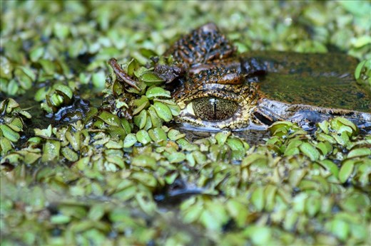 Spectacled caiman, well hidden in the murky river waters, with an eye for a potential meal.