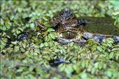 Spectacled caiman, well hidden in the murky river waters, with an eye for a potential meal.: by dieterturk, Views[292]
