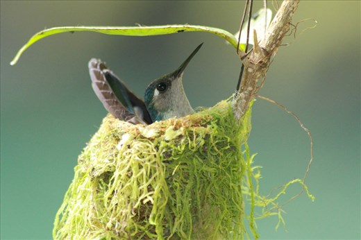 Violet-headed hummingbird, in between feeding its offspring, pausing to rest in the intelligently built nest.