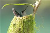 Violet-headed hummingbird, in between feeding its offspring, pausing to rest in the intelligently built nest.: by dieterturk, Views[327]