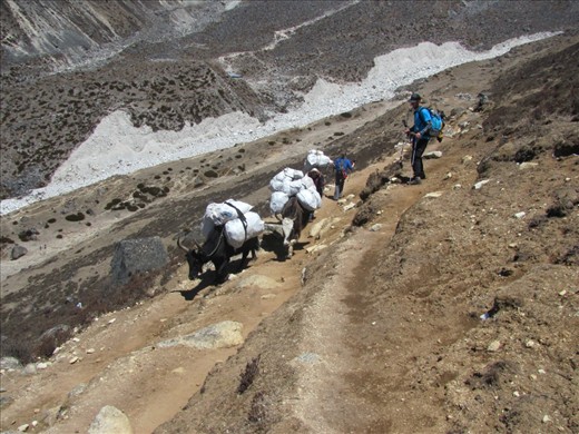 A trekker steers clear of a Yak convoy as they have been known to knock people off pathways to their deaths. The man guiding this typical method of goods transportation is also acting as a porter himself carrying a load which may weigh up to 80lbs.