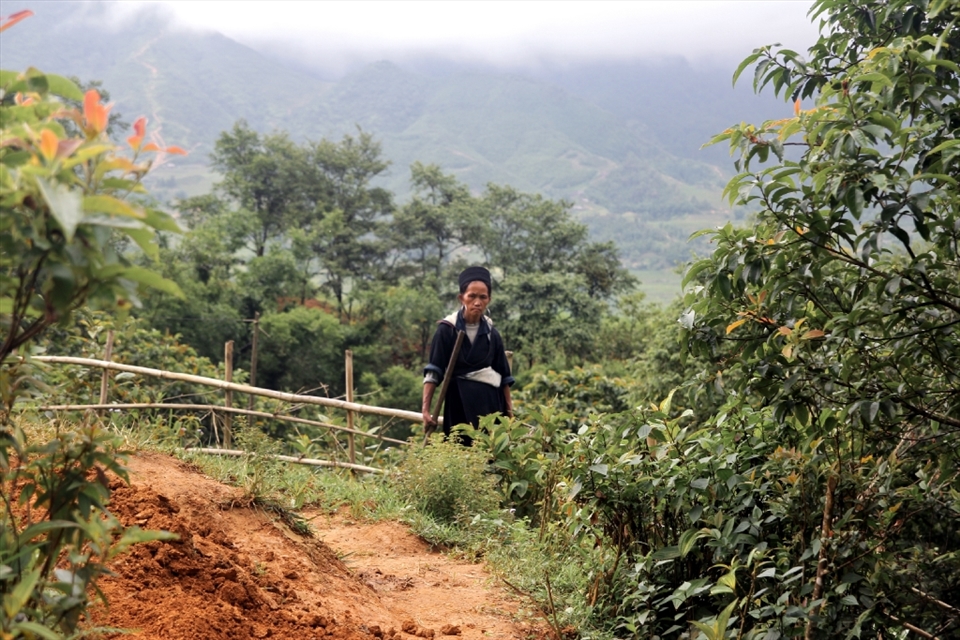 An elderly Black H'mong woman tends to the field in Northern Vietnam. Their traditional clothing is made by hand using techniques  that have not been changed for hundreds of years.