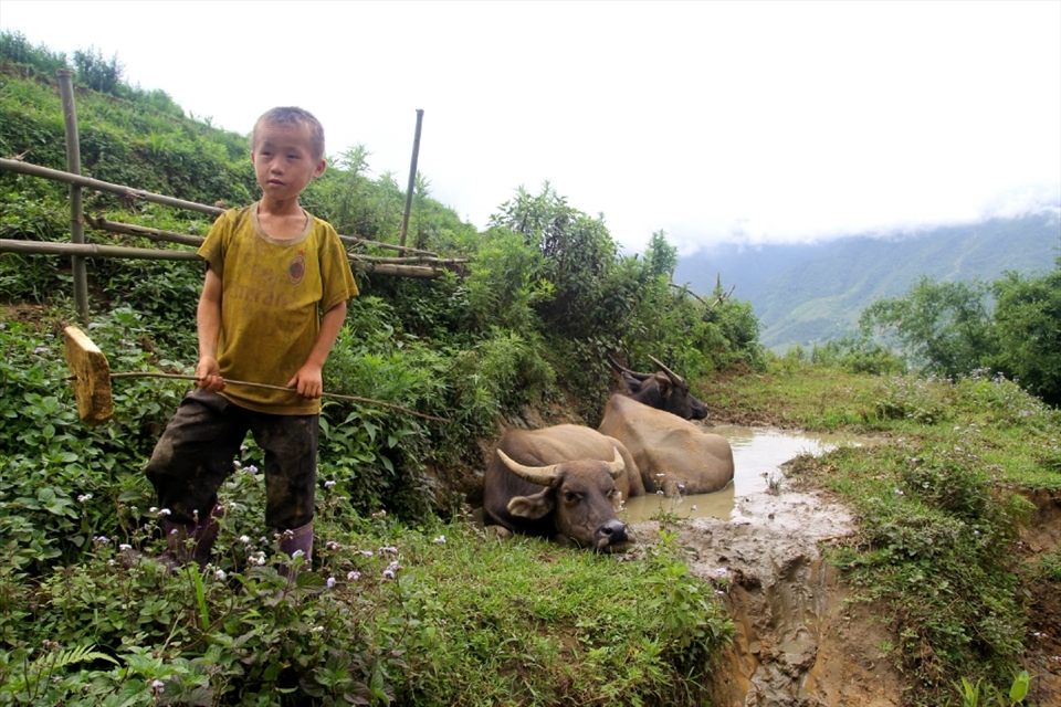 Tasked with looking after the water buffalo, A young boy from the Black H'mong tribe in Vietnam keeps a close distance as they cool off.
