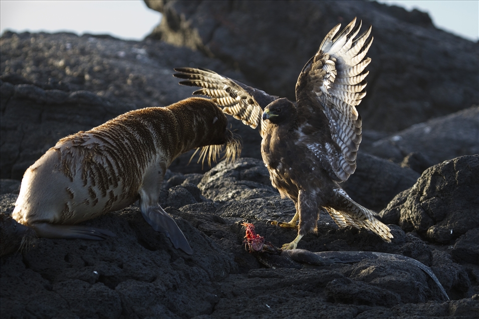 A Galapagos Hawk has killed a Marine Iguana and now must defend it’s kill from a