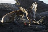 A Galapagos Hawk has killed a Marine Iguana and now must defend it’s kill from a: by dillon, Views[365]