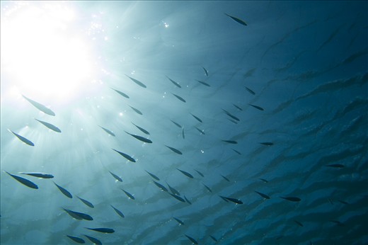 The cool Humbolt current upwells around the galapagos bringing up nutrients tha