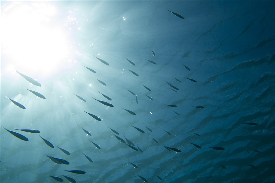  The cool Humbolt current upwells around the galapagos bringing up nutrients tha