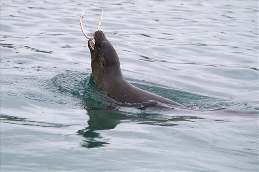 A Galapagos sea lion throws a Snake-eel of the Coast of Floriana Island in the G