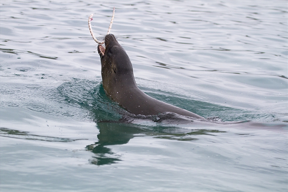 A Galapagos sea lion throws a Snake-eel of the Coast of Floriana Island in the G