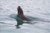 A Galapagos sea lion throws a Snake-eel of the Coast of Floriana Island in the G: by dillon, Views[601]