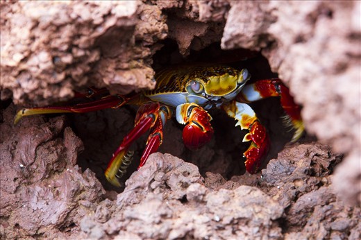 Sally Lightfoot crabs are important to the cycle of life in the Galapagos. They 