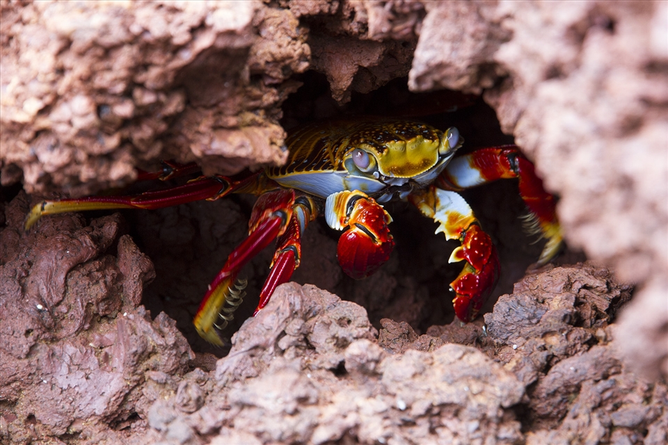 Sally Lightfoot crabs are important to the cycle of life in the Galapagos. They 