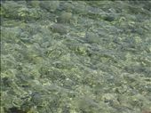 The beautiful clear water of the Adriatic...: by dimanamandy, Views[279]