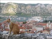 View of Kotor and the bay from the fort. And, yes, another cat...: by dimanamandy, Views[260]