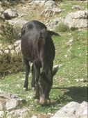 Montenegro mascot...: by dimanamandy, Views[259]