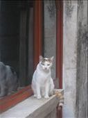 A cat looking evil.: by dimanamandy, Views[214]