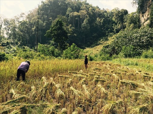Local farmers harvesting rice by hand. Hiking between caves, our guide stopped to help cut sheaves of rice. 