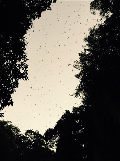 Black-tailed swifts returning to Tham Lod cave by the thousands!!