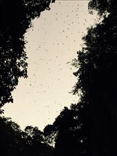 Black-tailed swifts returning to Tham Lod cave by the thousands!!: by dinagosse, Views[488]