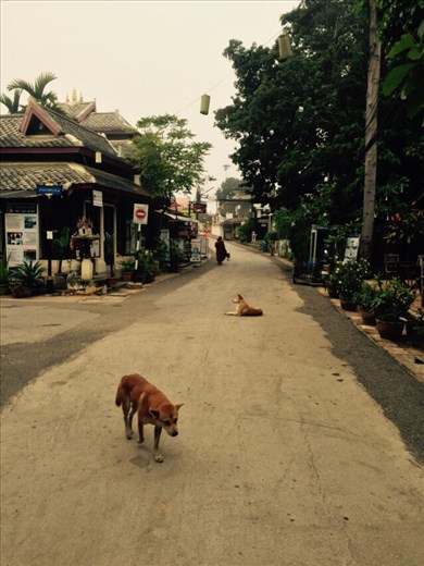 Morning street view, dogs and monks, in Pai. We walked to the station to catch an early trip back to Chiang Mai. 