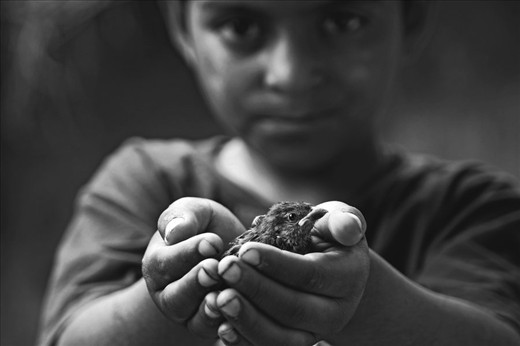Little Injured Sparrow