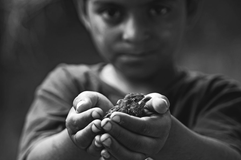 Little Injured Sparrow