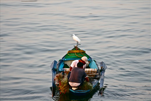 A perfect example of the co-existence of life on the river Nile, man and bird. The river that gives so much to so many from the fishes in it to the men who catch them. 