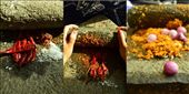 Grinding the ingredients together on a traditional grinding stone: by dinu, Views[610]
