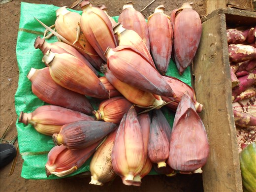 An elusive Sri Lankan vegetable