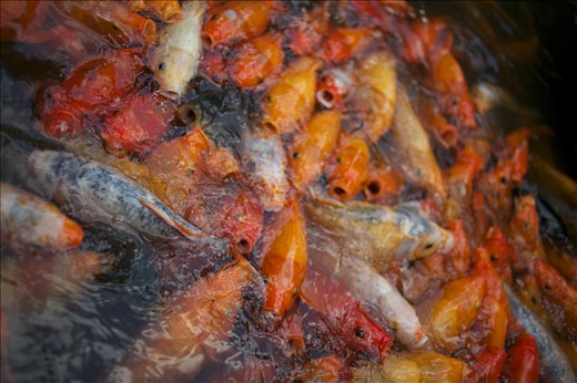 It doesn't always feel like there are 24 million in this city, but as soon as there's fish food in the water, you'll wonder how you breathe with so many people in the same place. Opportunities are coveted and competition is fierce here.