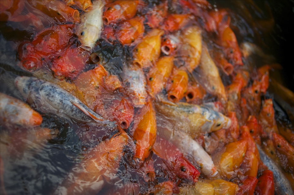 It doesn't always feel like there are 24 million in this city, but as soon as there's fish food in the water, you'll wonder how you breathe with so many people in the same place. Opportunities are coveted and competition is fierce here.