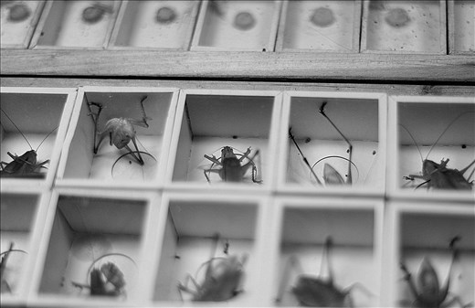 Some people say Shanghai could be any city anywhere and doesn't feel like China. I disagree. This insect market is an example of the ever-quirky, ever-Chinese quality that Shanghai retains. You can sell anything here with a stall on wheels and a loud enough voice.