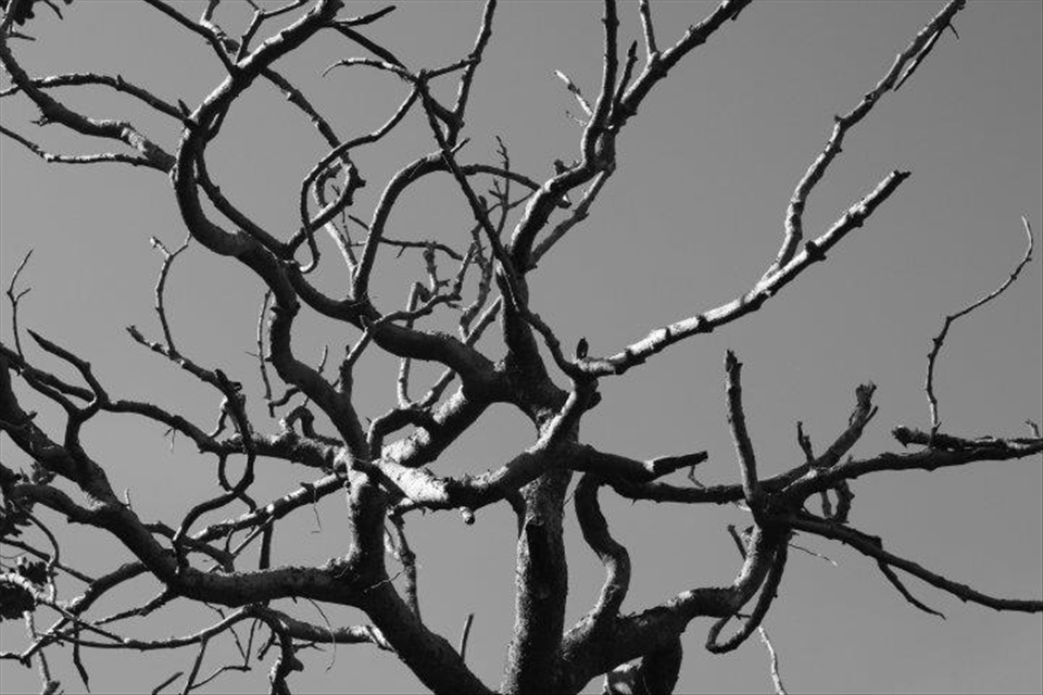 This solitary tree stands as a reminder of the power of a volcano, perfectly frozen after an eruption several years before. It is seen here on Pacaya volcano, a sister to the Volcano of Water in Guatemala.