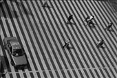 A bird's eye view of the zebra crossing that leads to the main town square in Mexico City. Locals and tourists, alike, dodge taxis like a dangerous game of cat and mouse: by diplodocus85, Views[1408]