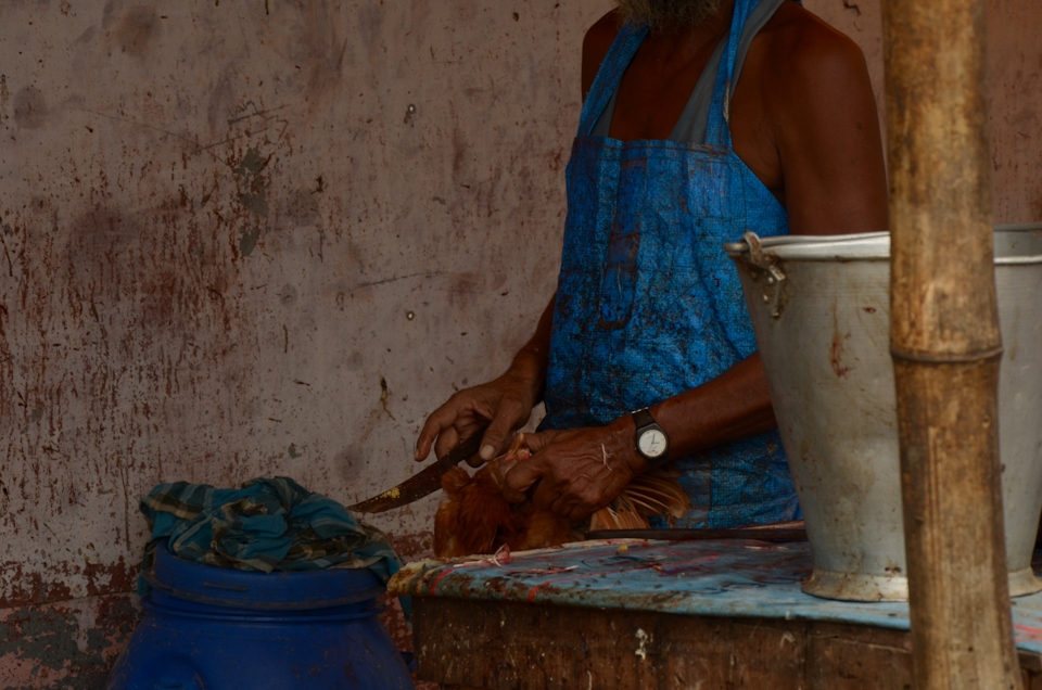 The slaughterer.
Not all Hindus are vegetarians, and the most common source of meat in India is chicken. In the meat markets, the live birds are slaughtered after being sold by weight. Since the vast majority of workers in these markets are Muslim, they follow the requirements of their religion and make the meat Halal by cutting the chicken’s throat and leaving it to exsanguinate (bleed to death) in an adjacent barrel. Although this is often described as the most humane form of slaughter, causing a rapid loss of blood pressure in the brain and an immediate loss of consciousness, each bird goes through vigorous convulsions in the barrel for about two minutes following the fatal cut. This is probably just reflexive action of the spinal cord. In the photo: this slaughterer, a master of his craft, is very familiar with his fatal knife. Market place of Bhubaneswar, Orissa.