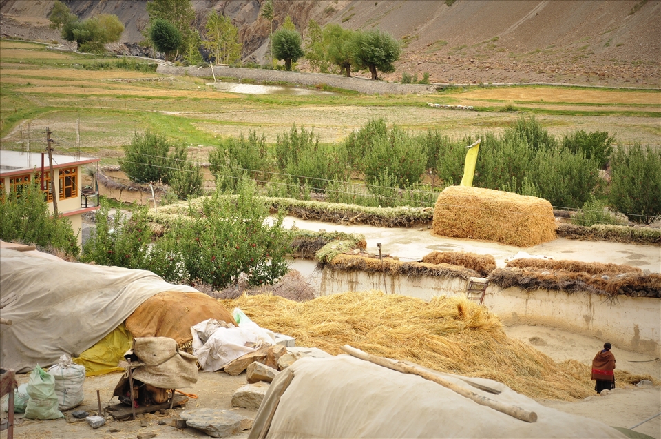 Heaps of straws dot the village of Tabo announcing the advent of the village treshing festival, Namkan.  Amidst apple trees and sparse rain in the desert mountain region of Spiti Valley, mud houses coexist with few cemented structures. After harvesting, between winnowing and storing the grains for winters, Namkan forms an important transitional point in the village’s lives.     
