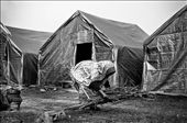 Saki Bema, over 80 years old, picks dry twigs to light a fire for cooking in the camp. Living all by herself, she is quite like her village Dotma, bent with burden and broken, but surviving with grit and melancholy determination.: by divvea, Views[8622]