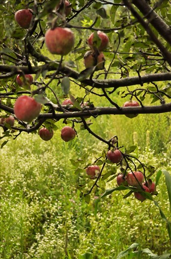 The journey begins in Manali, where apples and weed are abundant. The beautiful view of the mountains and the sweet charis of Manali compels people to stay here indefinitely.