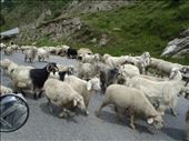 This is what a traffic jam looks like on the Manali to Leh Highway. : by diwata, Views[545]