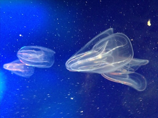 Den Bla Planet Aquarium