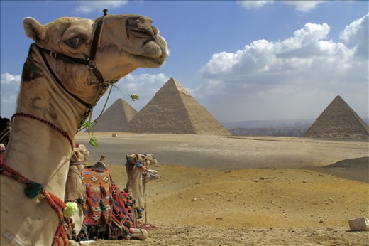 Only the Camels: Only the camels seem to be enjoying this ancient and magical view. Tourism has all but died in Cairo since the revolution started. If the tourists do not return soon, perhaps these camels will be unemployed as well.