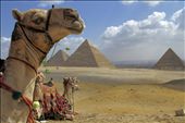 Only the Camels: Only the camels seem to be enjoying this ancient and magical view. Tourism has all but died in Cairo since the revolution started. If the tourists do not return soon, perhaps these camels will be unemployed as well.: by djnicke, Views[470]