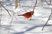 Cardinal alone in the winter landscape.: by dlbrokdesign, Views[783]