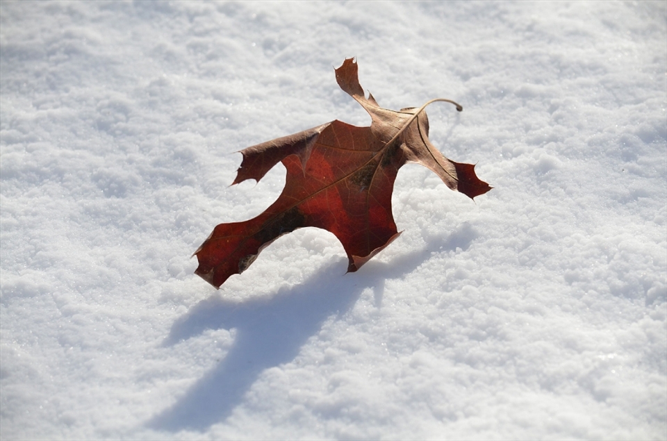Everyone and everything is alone in the wintery landscape.