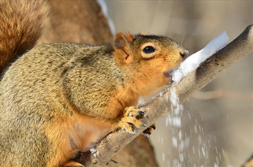 Wildlife finds it hard to find fresh water in icy, cold Niagara Falls. Yet the Falls itself in right around the bend.