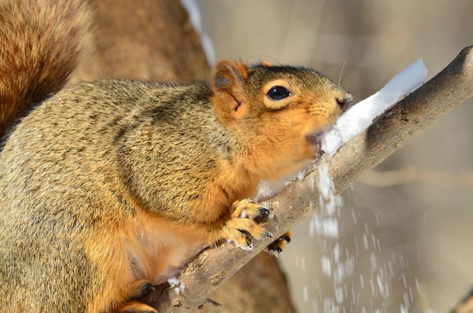 Wildlife finds it hard to find fresh water in icy, cold Niagara Falls. Yet the Falls itself in right around the bend.
